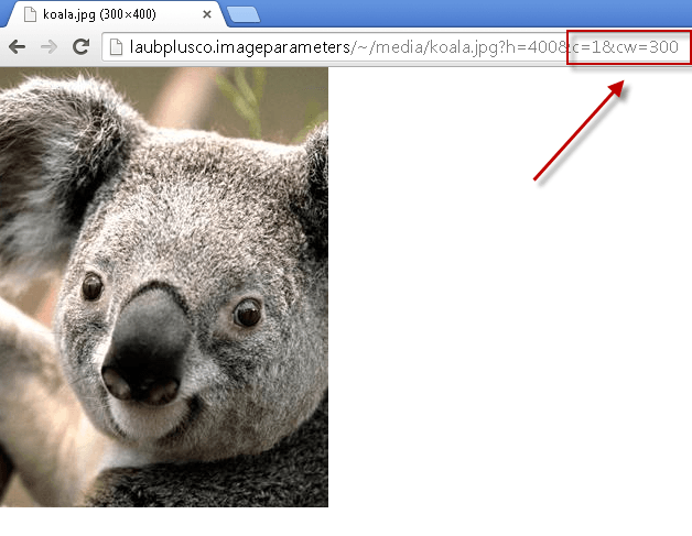 koala_cropwidth300